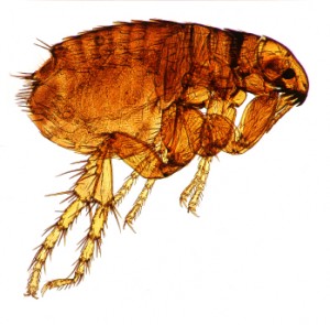Dog sales fleas uk