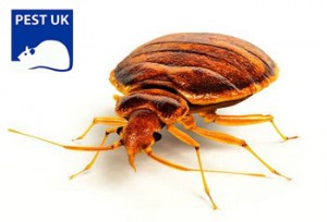 bed bugs in Shepperton