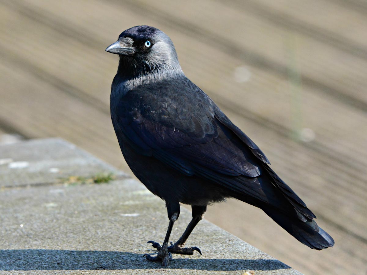 Jackdaw Rescued After Falling Down Chimney